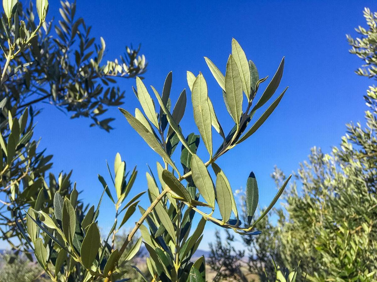 Agriturismo Le Vignacce Villa Santa Luce Eksteriør billede